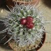 caralluma_alticostata